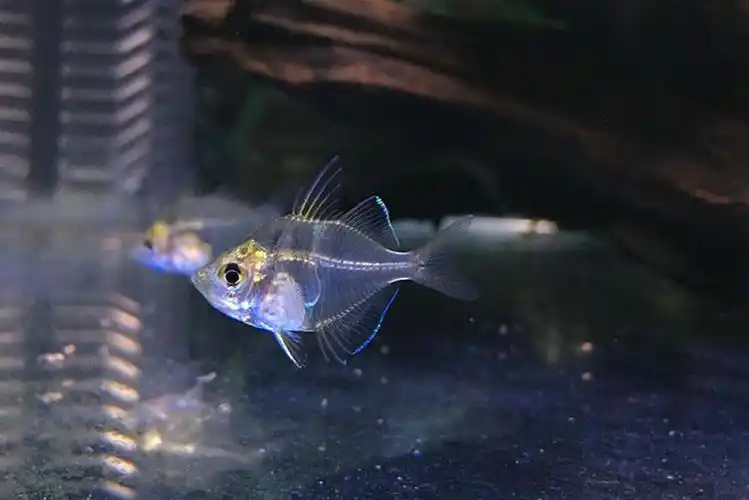 荣郁 玻璃拉拉鱼玻璃猫热带鱼观赏鱼透明的鱼拉拉鱼玻璃鱼活体小型鱼