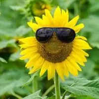 向日葵花 金灿灿的向日葵花朵头像_微信头像图片大全