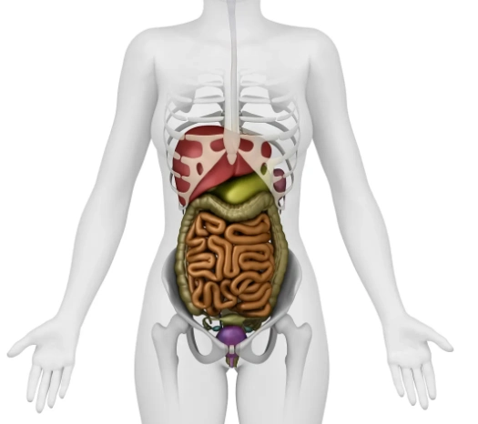 但是纯天然的可能性不大,腰腹部有各种内脏器官,内脏脂肪,皮下脂肪