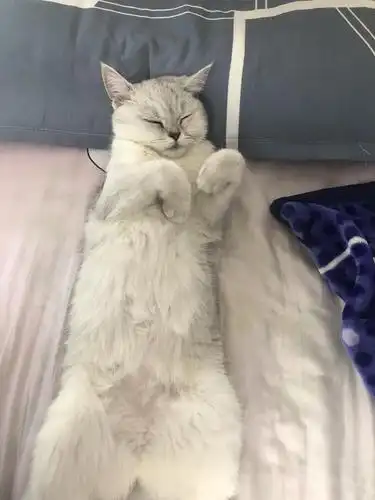 我家猫有特别的仰卧技巧