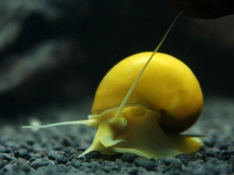 黄金螺繁殖方式