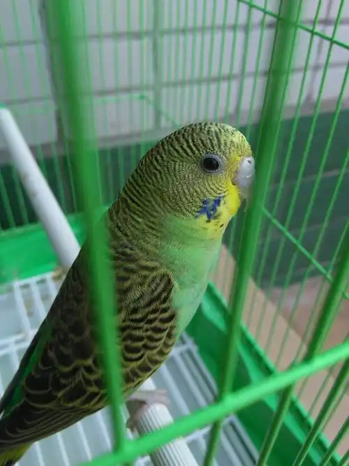 这只虎皮鹦鹉是公是母?