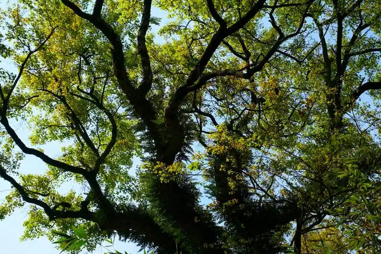 枫香树上的春天