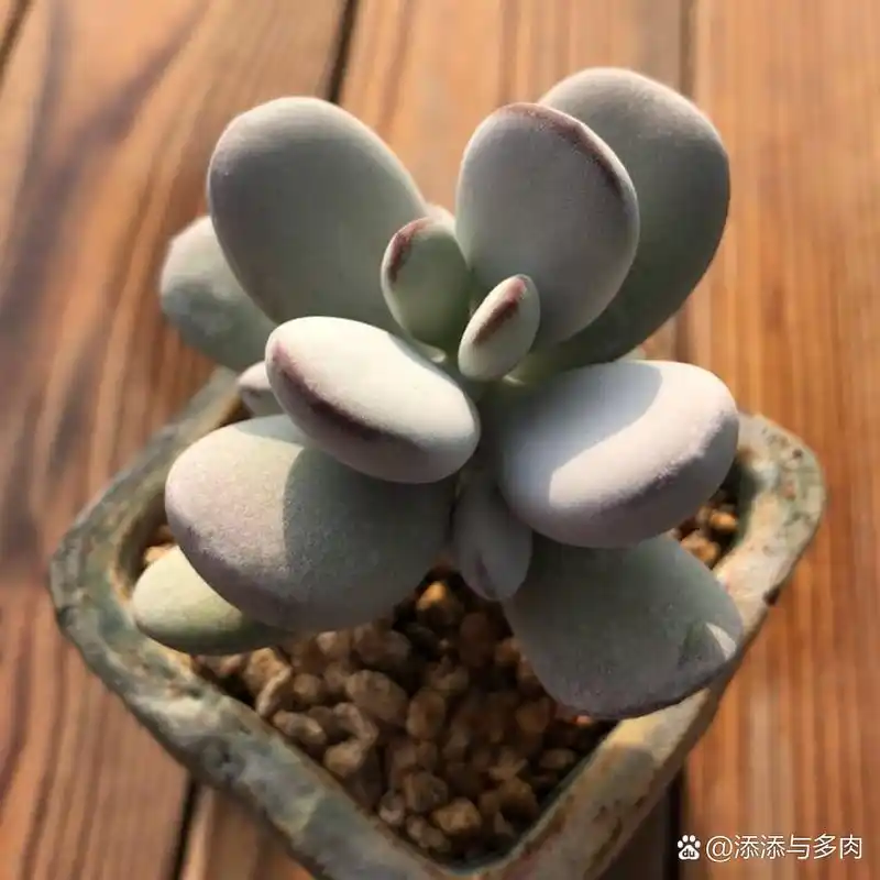 多肉植物:乒乓福娘