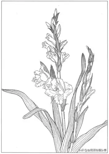 工笔线描兰花