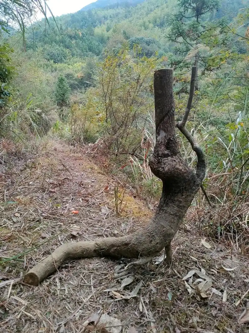 野柿子又可做景成熟了又可以吃盆景素材柿柿如意
