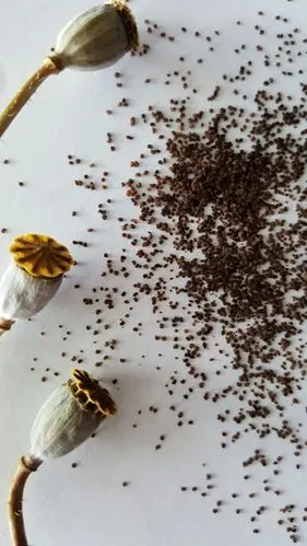 虞美人花籽 - 美篇