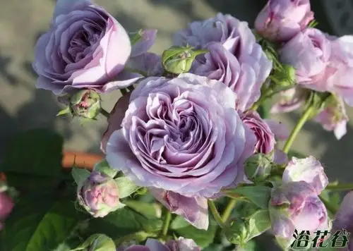 薰衣草花环lavender bouquet