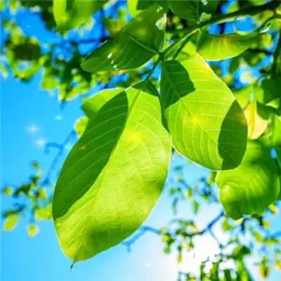 给人一种阳光的头像 唯美高清干净又好看让人一看就很舒服的头像图片