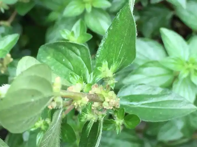 香港岭南草药师杨根锚话『疮疡圣药啜脓膏』