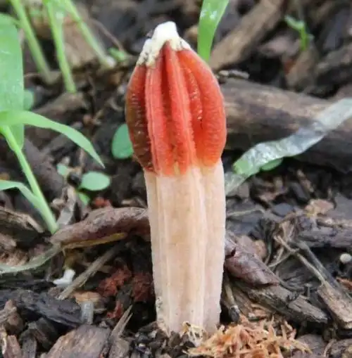 鬼笔菌目_腹菌纲_担子菌亚门_担子菌门_真菌界_真核生物域_四域系统