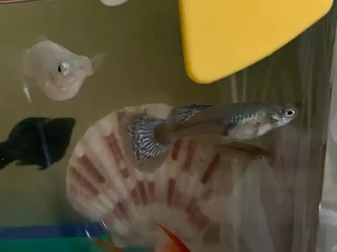 这是孔雀鱼下的崽吗