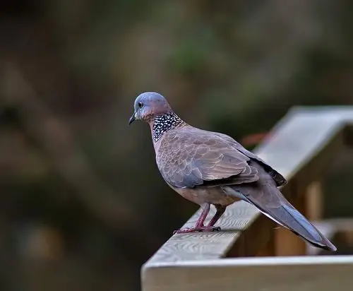 转让5只野生珠颈斑鸠!