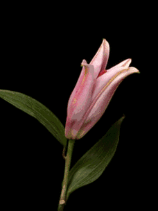 刚出的26组罕见花开动态图太太太美了一辈子难得见一回