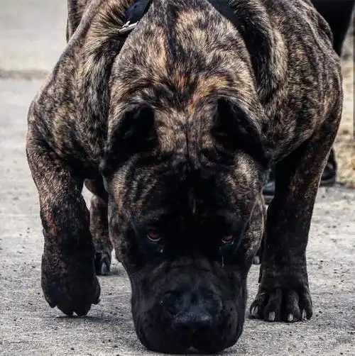 比特犬来自于美国,它被誉为斗犬之王,号称是猛犬中最具有战斗性的品种