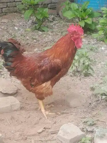 九斤红公鸡 7-8斤 公