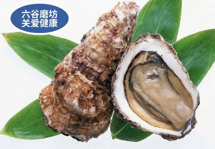 牡蛎壳的功效与作用