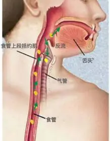 如果了解一下我们人体咽喉食管气管的解剖位置(图),就很容易理解.