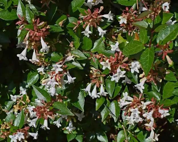 abelia 玉兰,花,开花,绽放,植物,灌木,香
