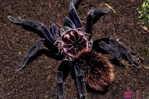 哥伦比亚镭射蛛6