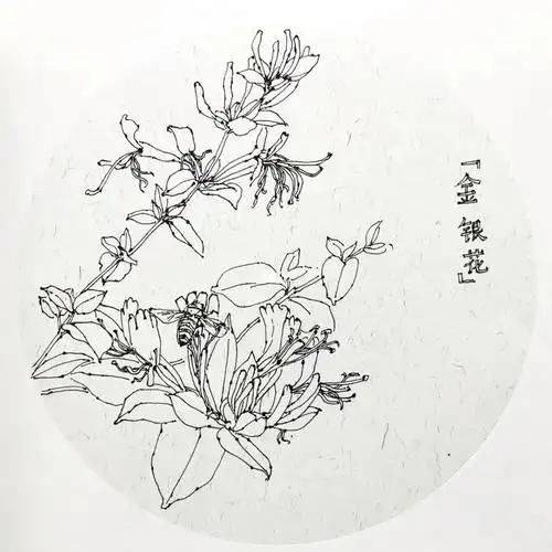 画画的日常  #速写  #金银花