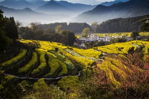 【醉美黄花摄影图片】江西婺源风光摄影_月来花弄影_太平洋电脑网摄影