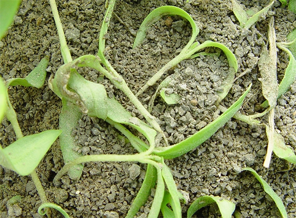 川椒种业-辣椒苗期主要病虫害之猝倒病