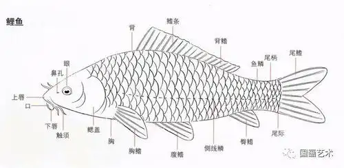 鲤鱼结构图示