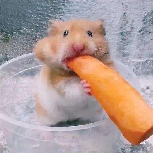 仓鼠有多么爱吃?一根胡萝卜不在话下,直到颊囊塞满才会罢休