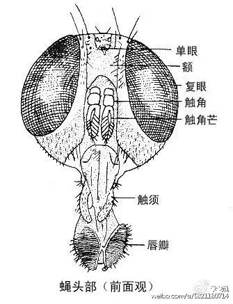 再来一张结构图供大家参考:苍蝇头部前端那条像象鼻一样的东西就是