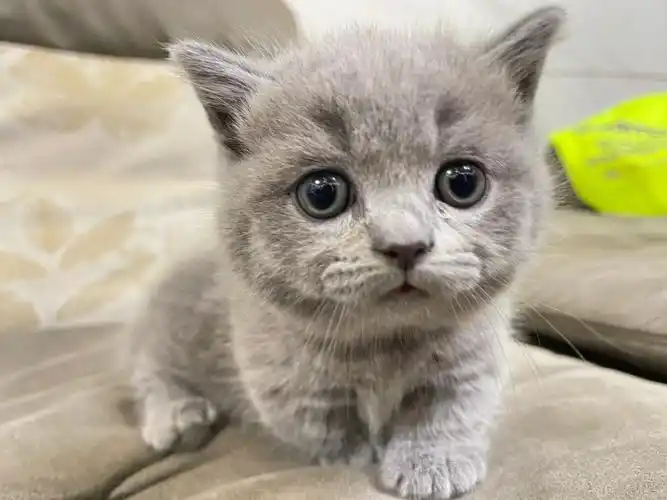 英国短毛猫英短曼基康矮脚猫