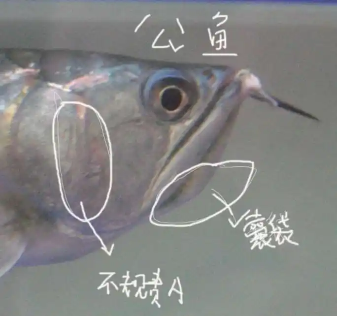 入坑数载,龙鱼雌雄你学会了吗?