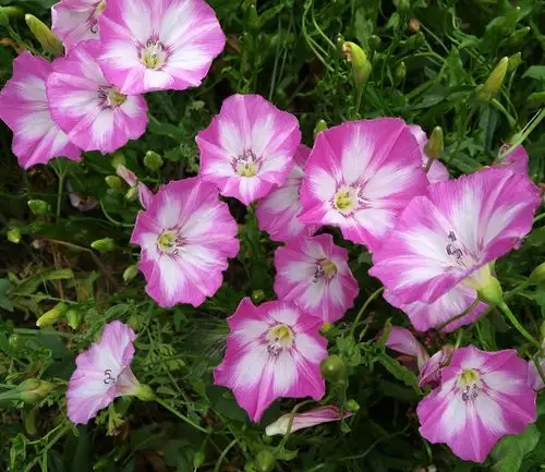 10.打碗花,又称篱天剑,旋花科草本(摄于龙海埭美村)