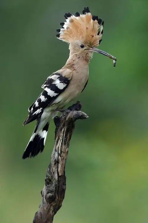 戴胜鸟(头顶有醒目羽冠的食虫鸟)_尚可名片