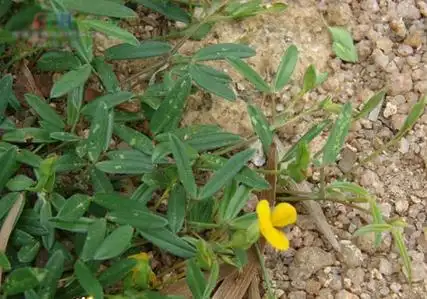 丁癸草(人字草,二叶人字草,苍蝇翼)图片及简介