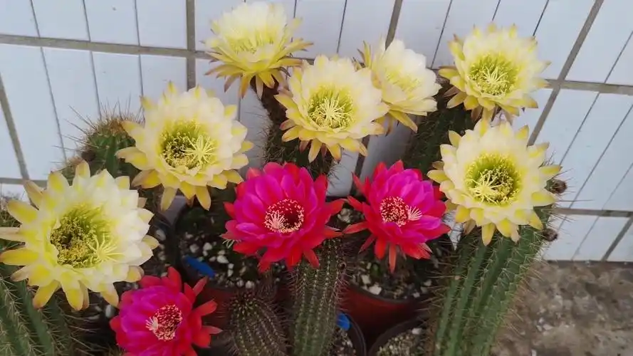 原创 毛花柱仙人球开花