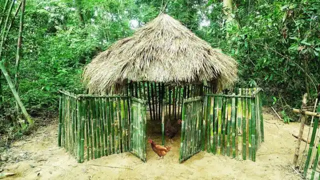农村小哥隐居深山,利用竹子徒手自建简易鸡舍,这手艺真是太牛了