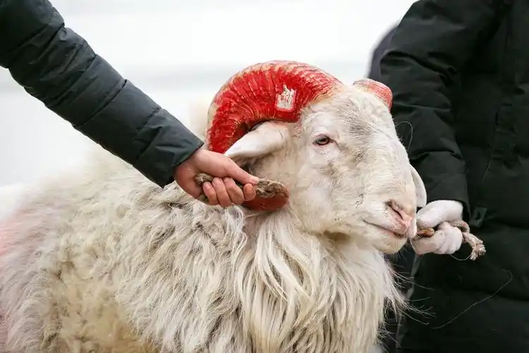 年俗斗羊惊心动魄200余只大力士角逐羊霸主