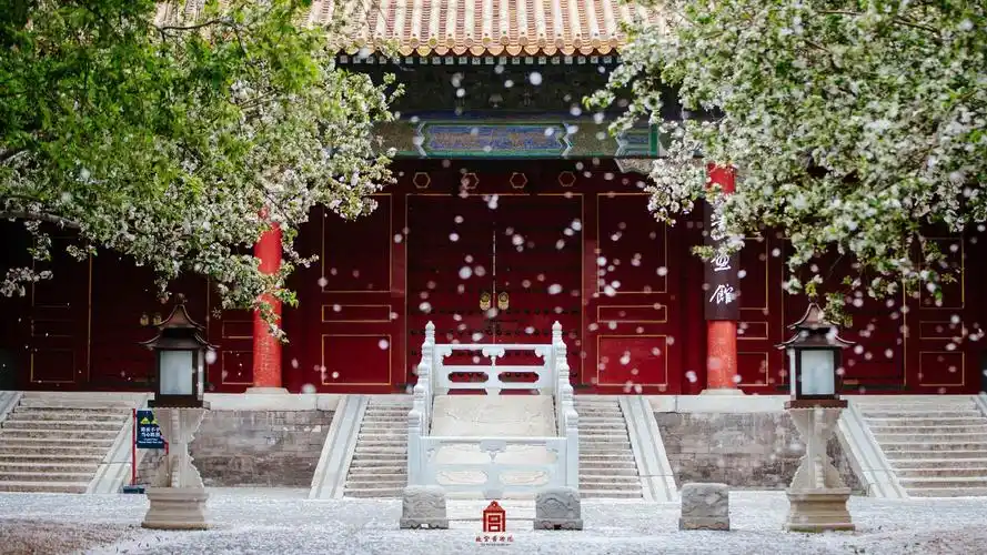 每一张都是壁纸快来存图把故宫的春天捧在手心