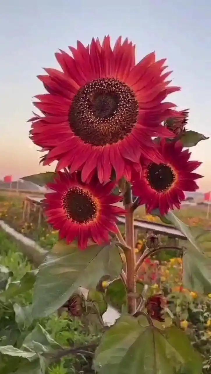 鸿运向日葵:红色好运