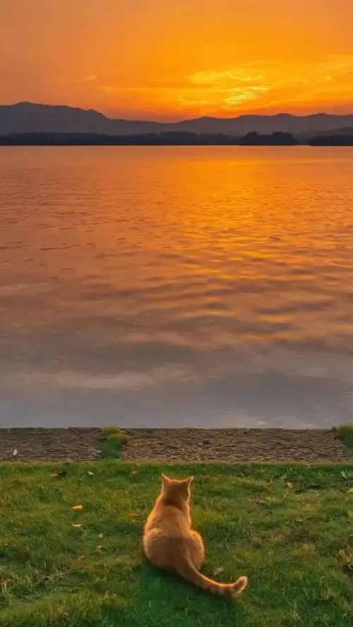 壁纸丨落日夕阳高清治愈壁纸