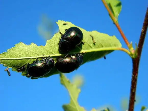 这是什么虫,晚上出来吃树叶和草