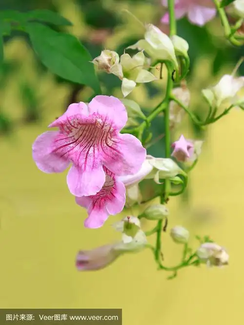 粉色,凌霄花,垂直画幅,美,无人