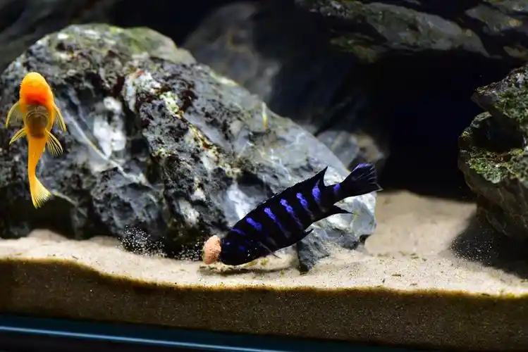 小缸里的特蓝斑马