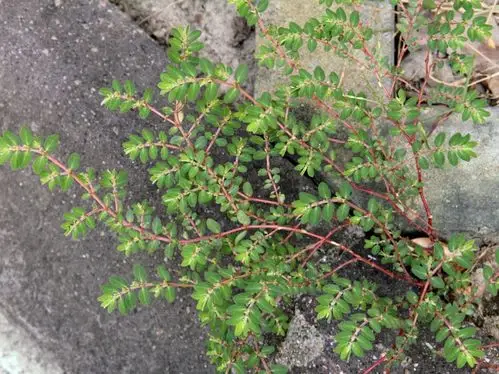 平凡之美-小区中的乡花野草 leisuremann 2015