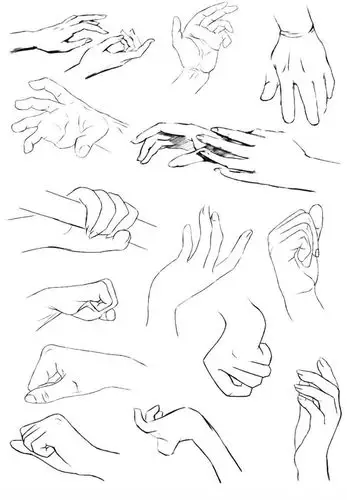 手部的各种形态人的手背上肌肉很少,因此表现起来主要在于强调手部