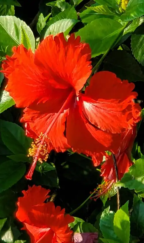 《边走边拍》(221)扶桑花