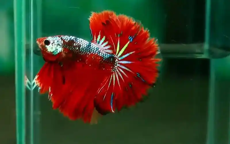 最好养的观赏鱼排名第2:泰国斗鱼