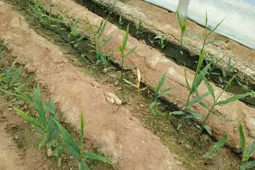 【种姜日记】高温天气巧放风,防范大姜烤苗蒸苗