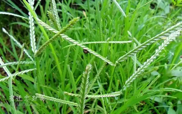 宿迁农村遍地都是的杂草,市场价竟卖20元一斤